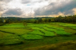 Paddy fields of South India
